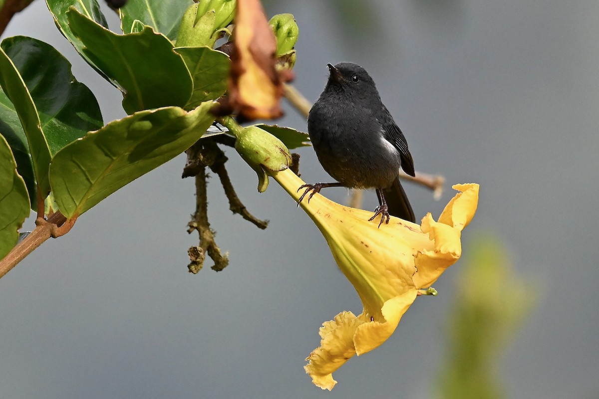 Pinchaflor Flanquiblanco - ML646397481