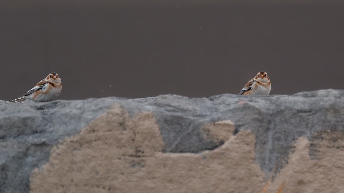 Snow Bunting - ML646397482