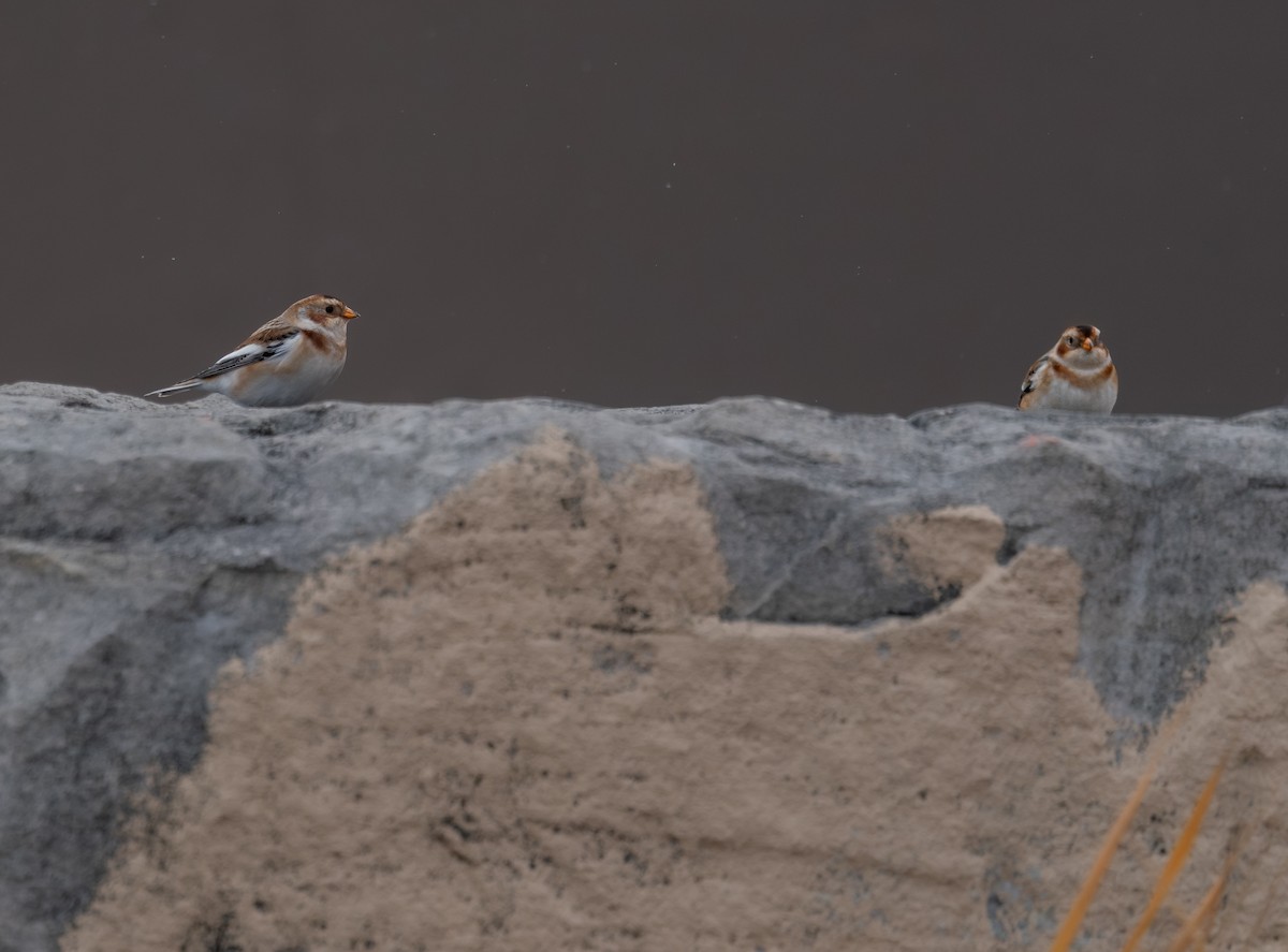 Snow Bunting - ML646397484