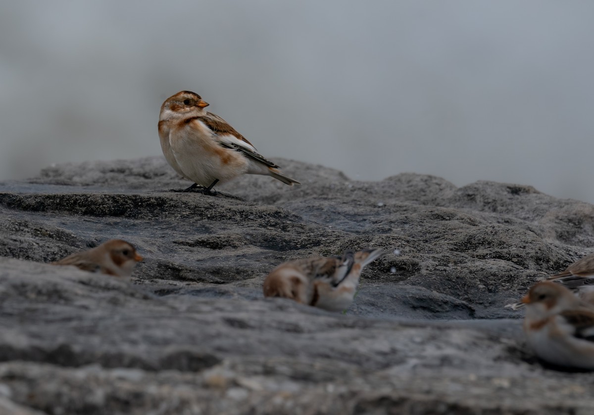 Snow Bunting - ML646397487