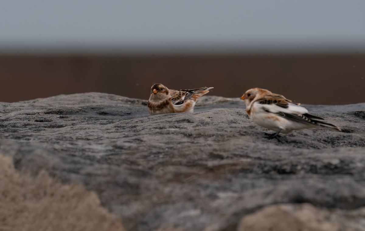 Snow Bunting - ML646397488