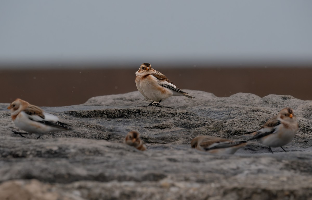 Snow Bunting - ML646397489
