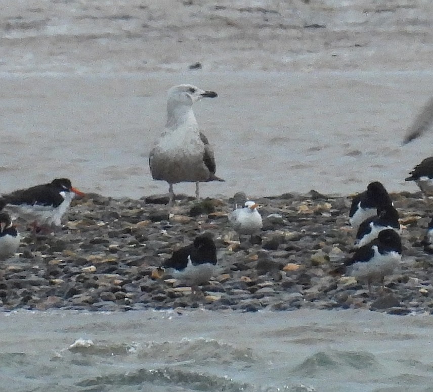 小鳳頭燕鷗 - ML646397491