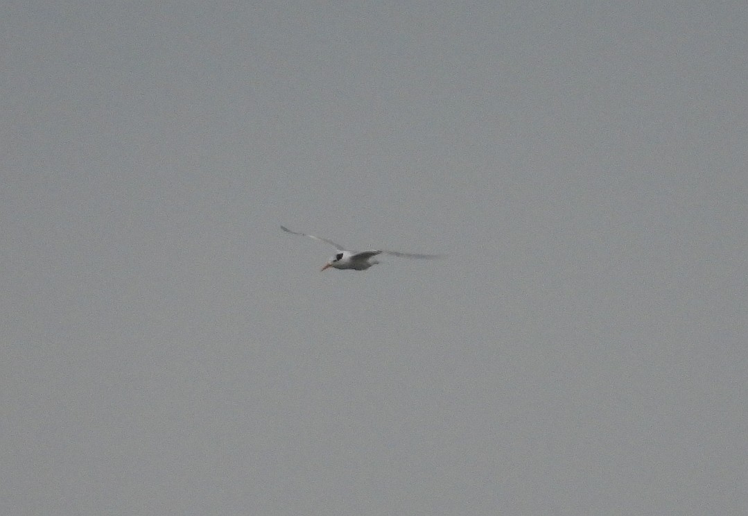 小鳳頭燕鷗 - ML646397492