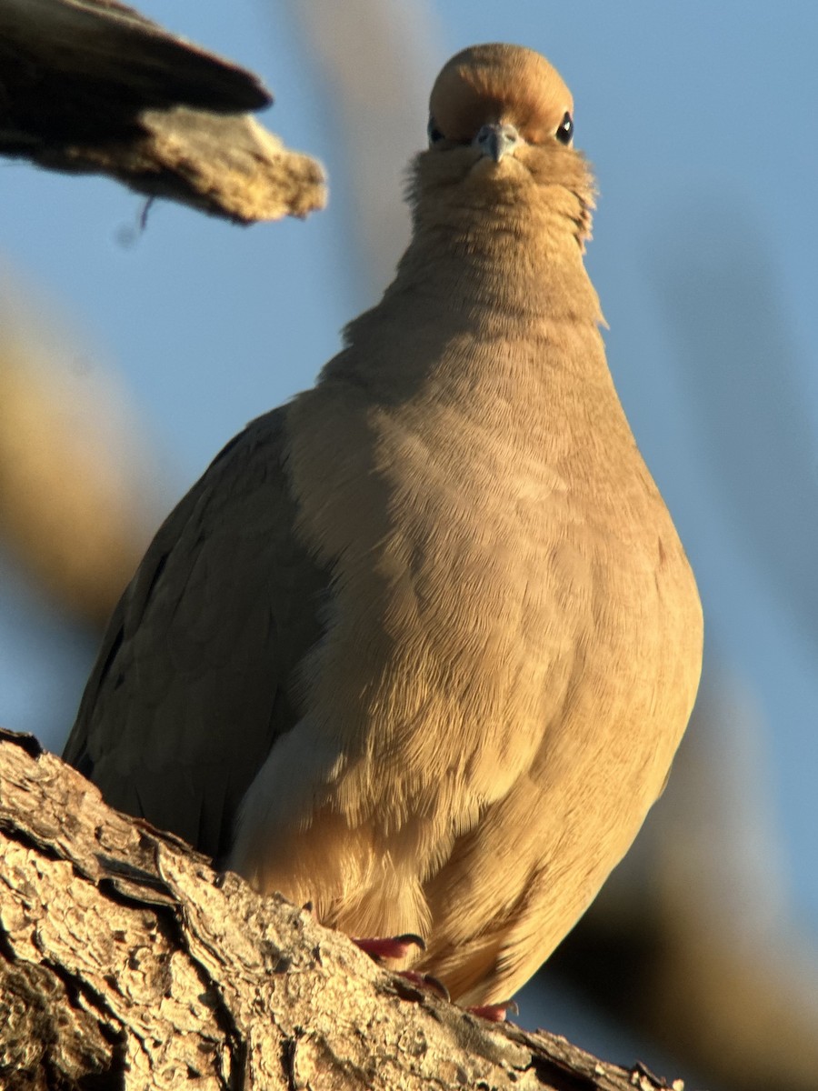Mourning Dove - ML646397494