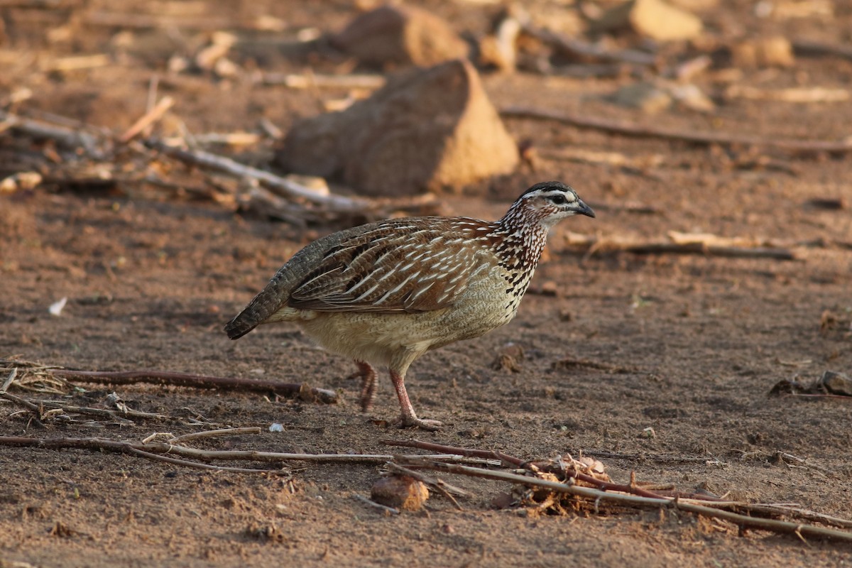 Crested Francolin - ML646397496