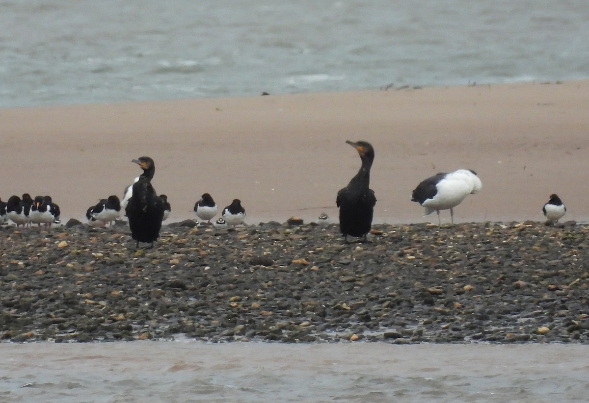 Great Cormorant - ML646397497
