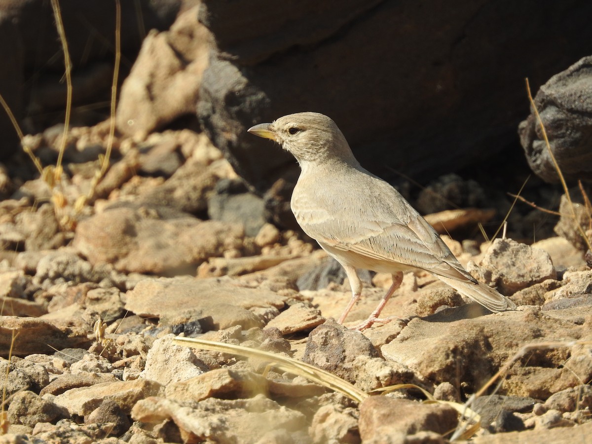 Rufous-fronted Prinia - ML646397498