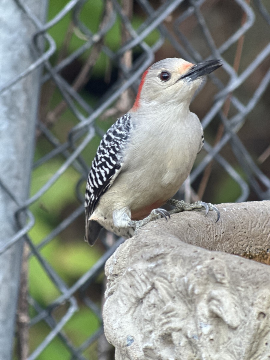 Red-bellied Woodpecker - ML646397499