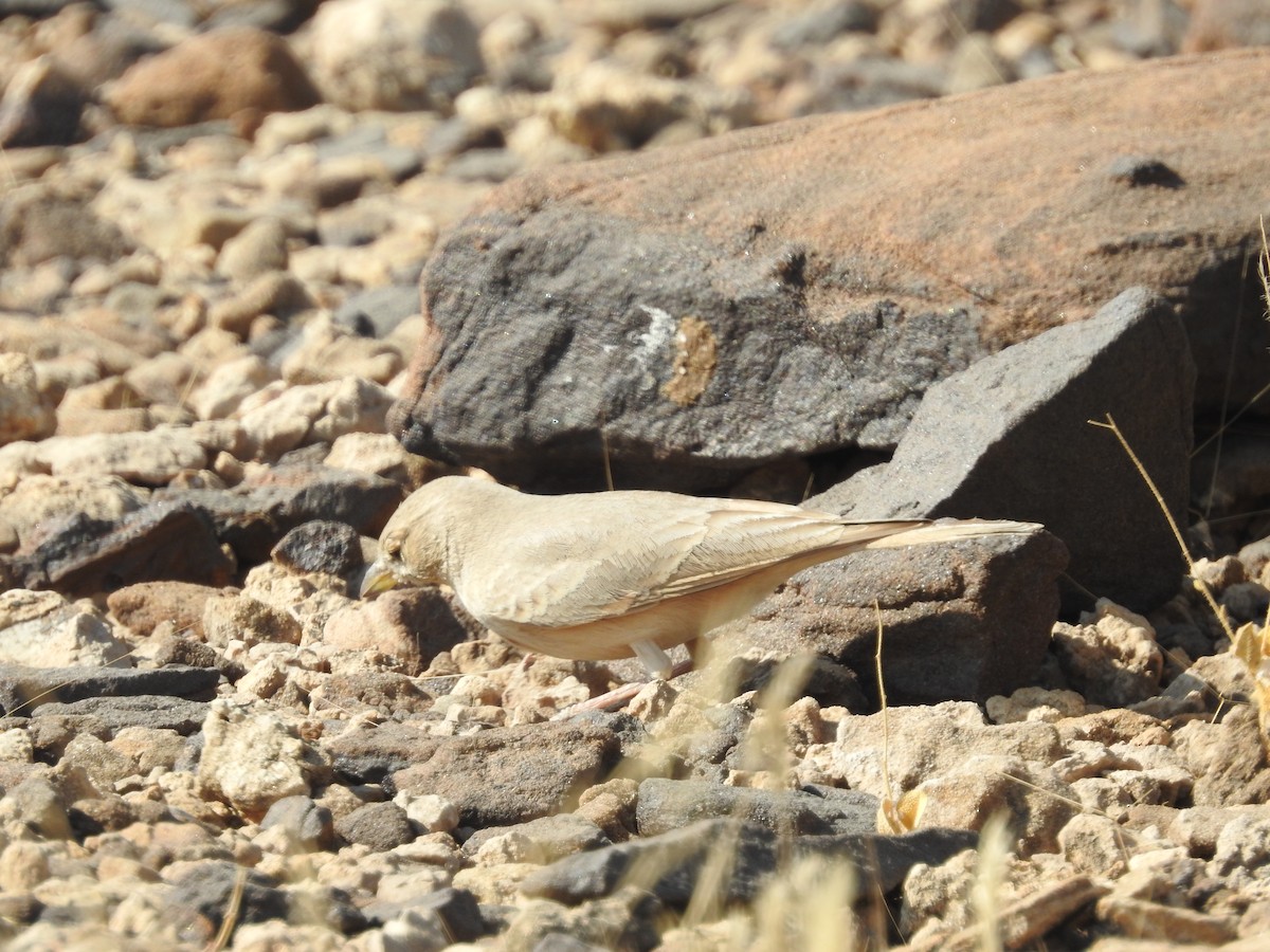 Rufous-fronted Prinia - ML646397500