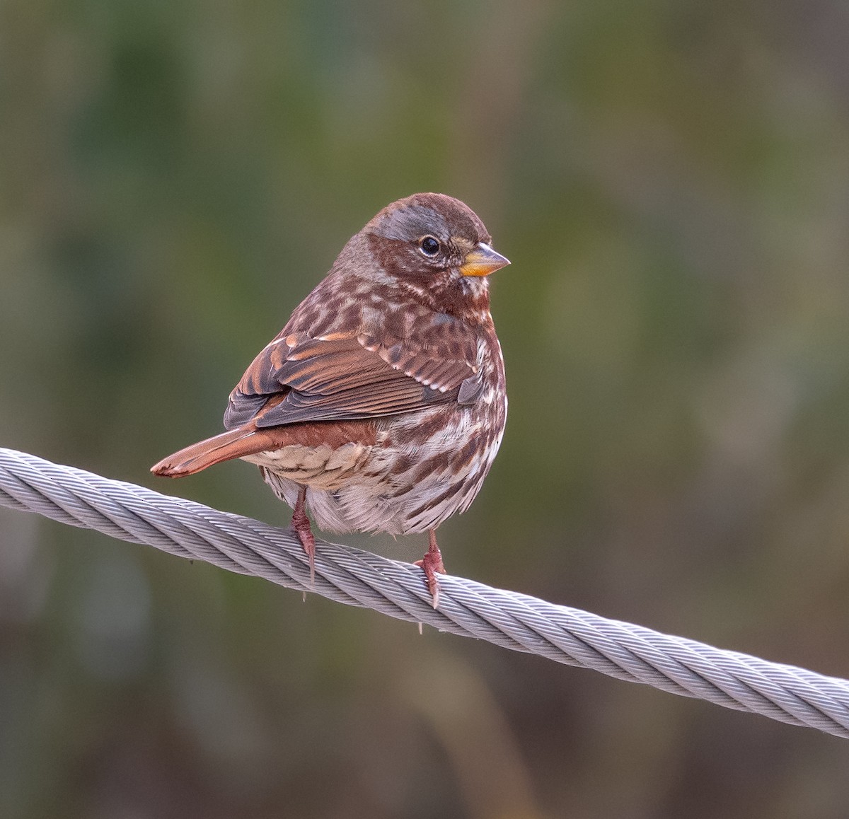 Fox Sparrow - ML646397502