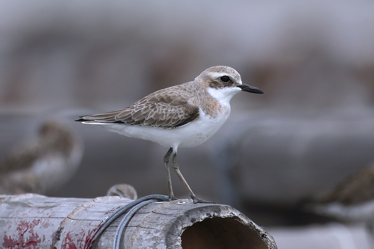 Greater Sand-Plover - ML646397504
