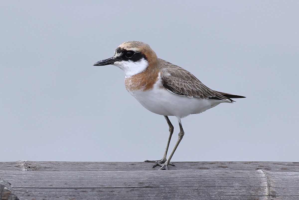 Greater Sand-Plover - ML646397505