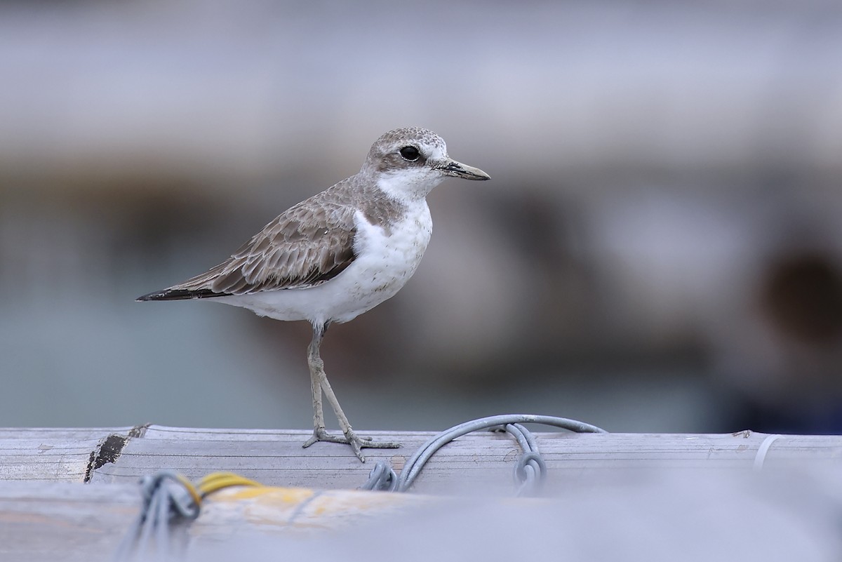 Greater Sand-Plover - ML646397506