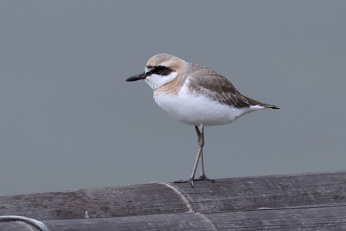 Greater Sand-Plover - ML646397507