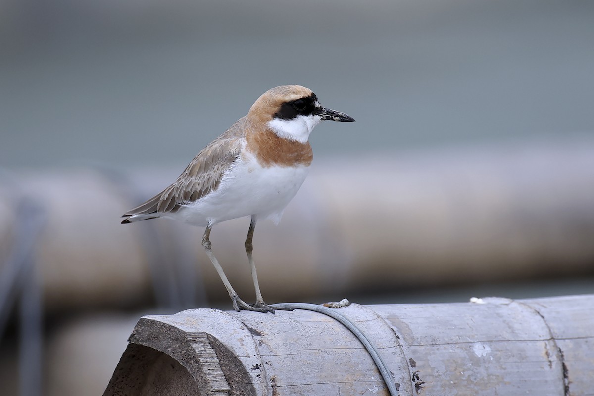 Greater Sand-Plover - ML646397508