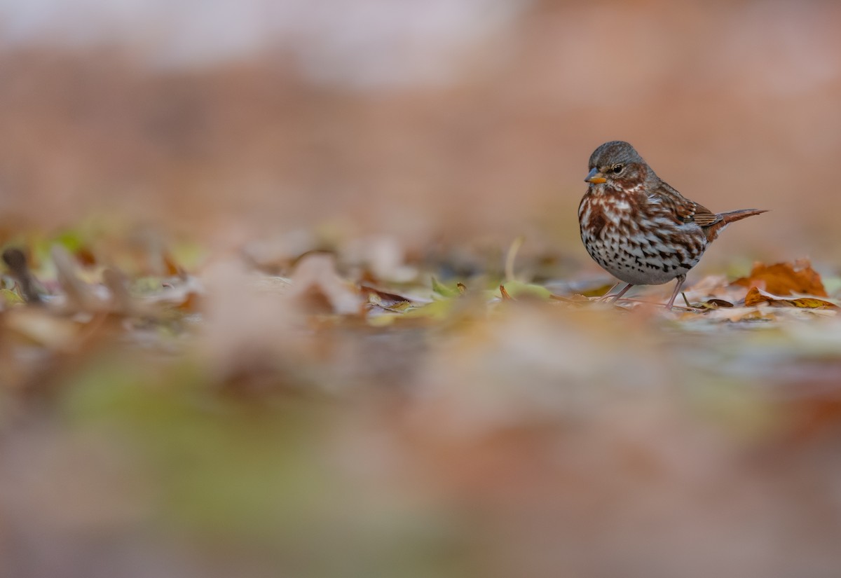 Fox Sparrow - ML646397509