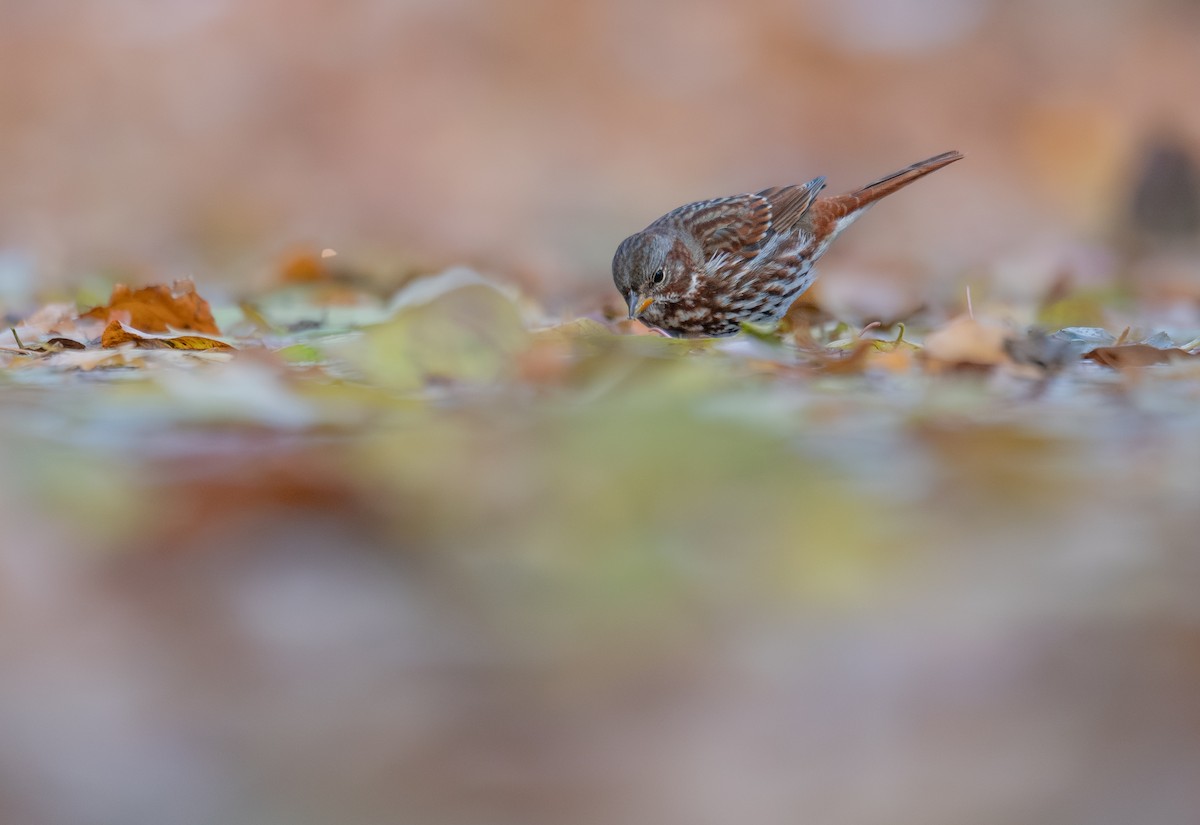 Fox Sparrow - ML646397510