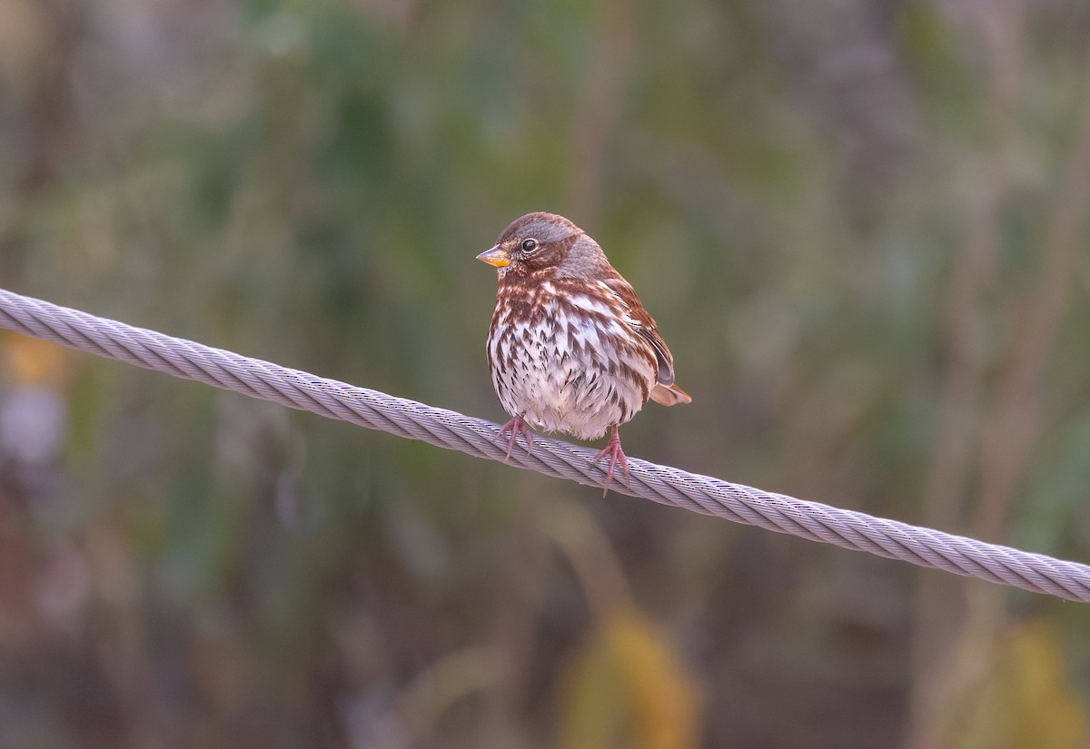 Fox Sparrow - ML646397511