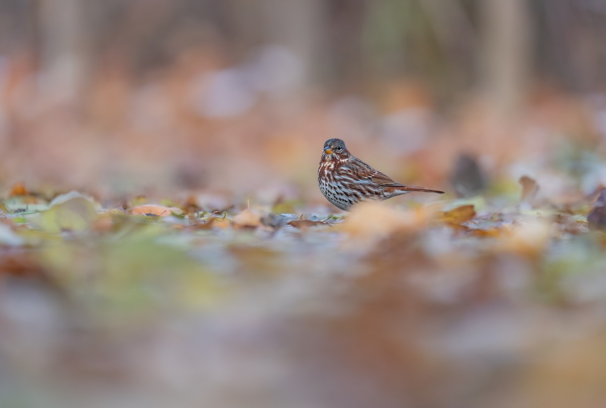 Fox Sparrow - ML646397512