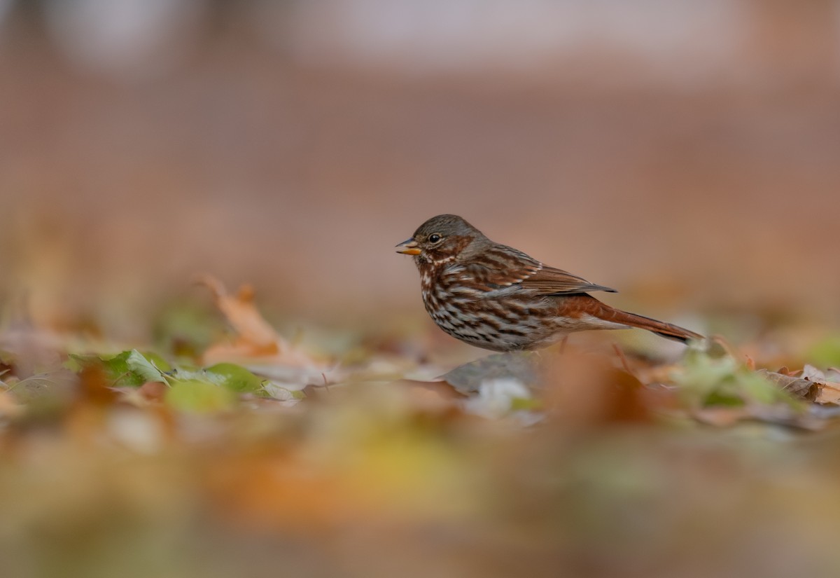Fox Sparrow - ML646397513