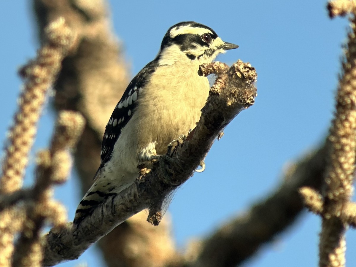 Downy Woodpecker - ML646397514