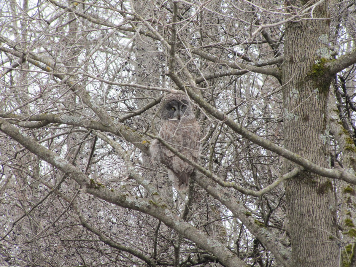 Great Gray Owl - ML646397515
