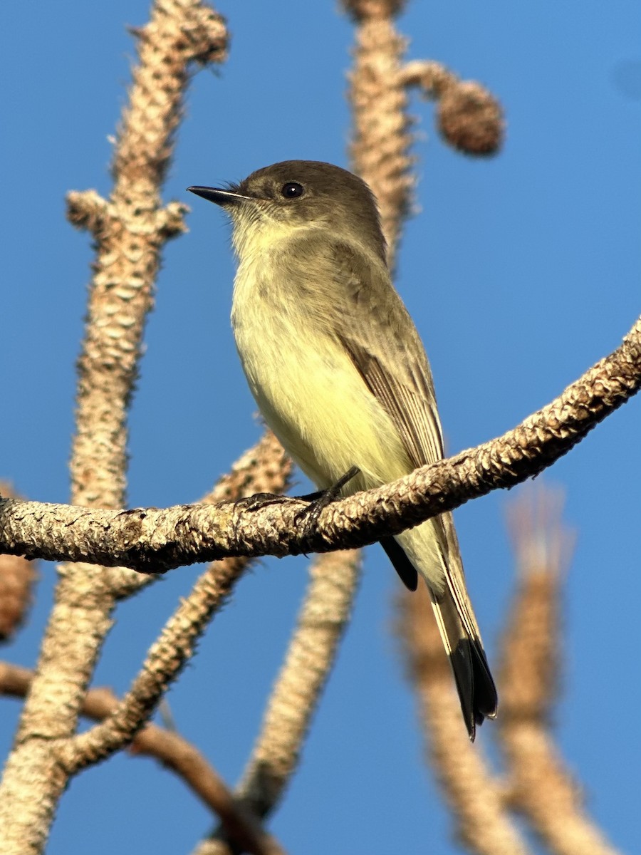 Eastern Phoebe - ML646397516