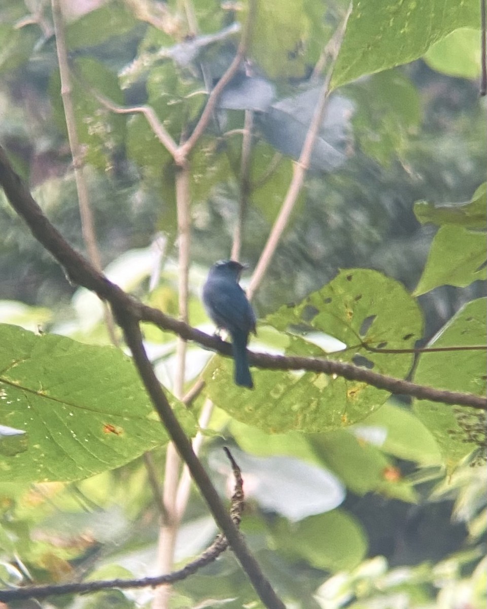 Nilgiri Flycatcher - ML646397517