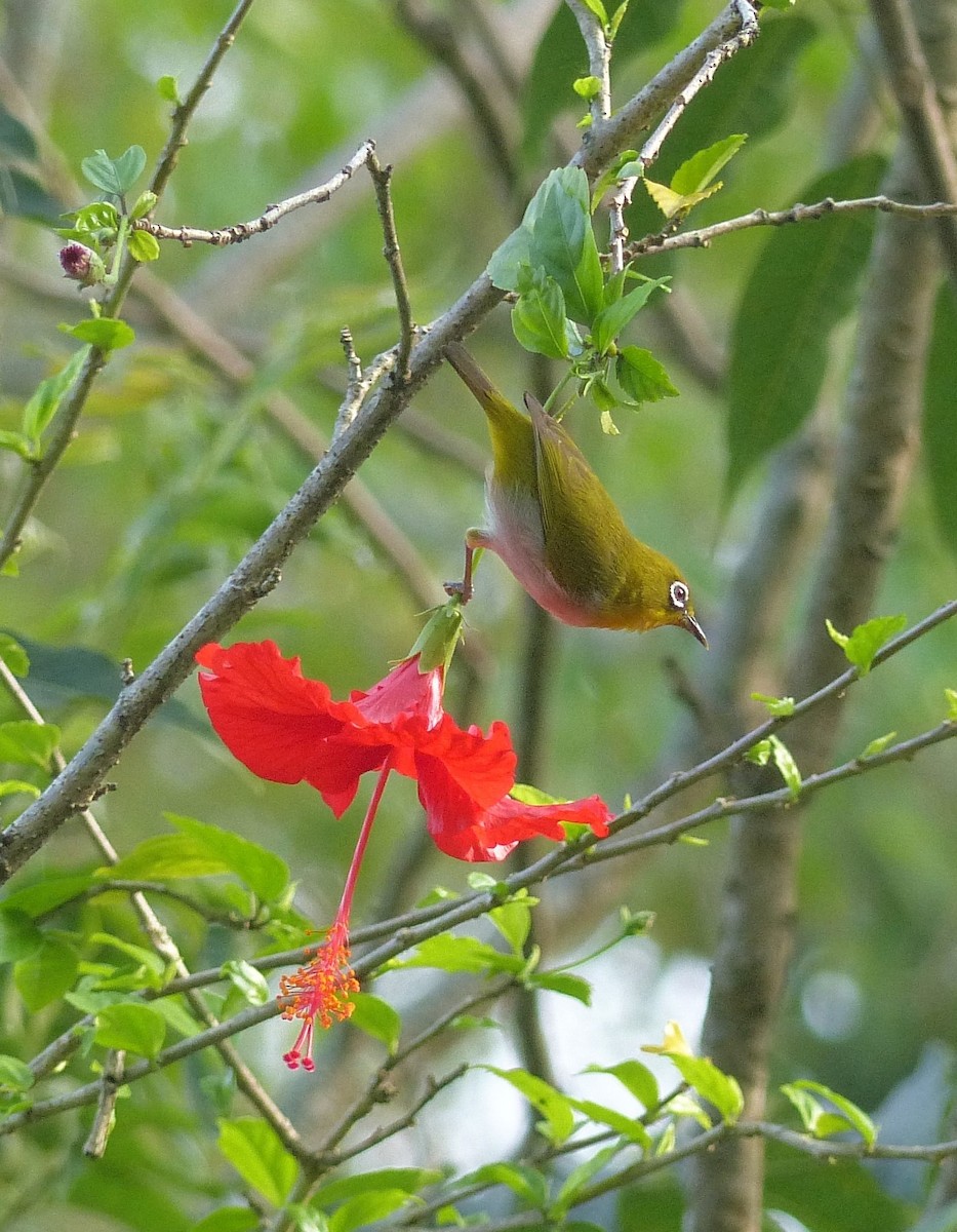 Indian White-eye - ML646397518