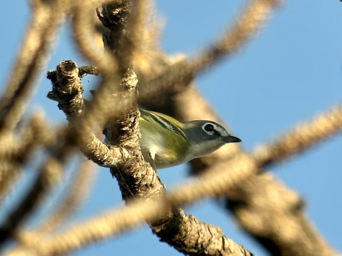 Blue-headed Vireo - ML646397519