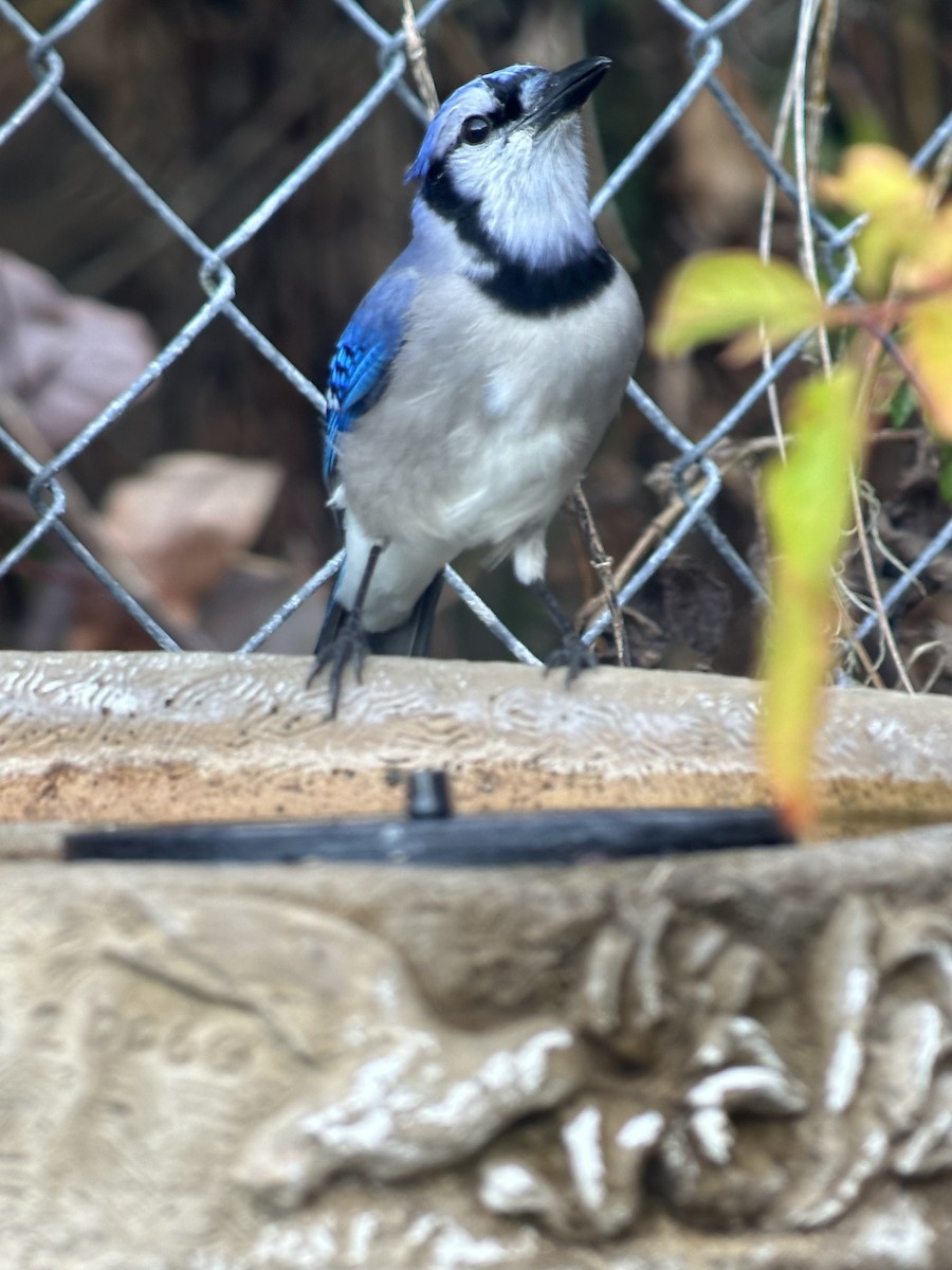 Blue Jay - ML646397520