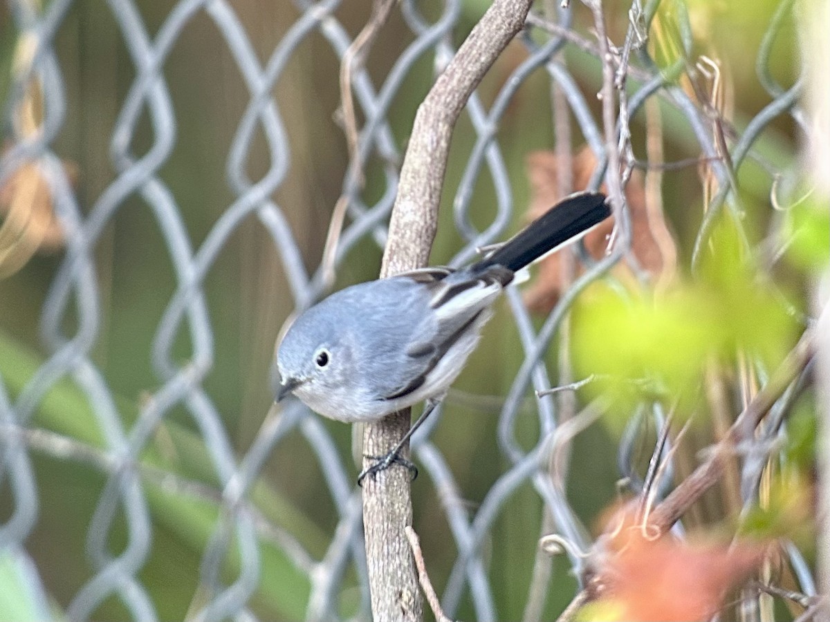 Blue-gray Gnatcatcher - ML646397521