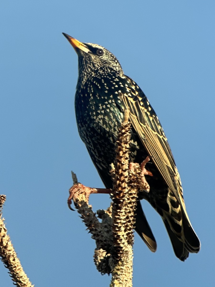 European Starling - ML646397522