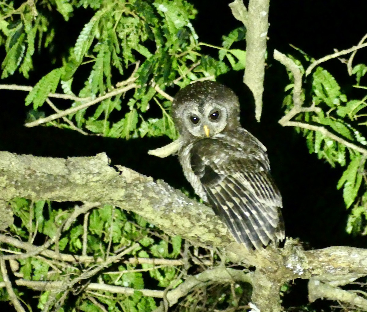 African Wood-Owl - ML646397523