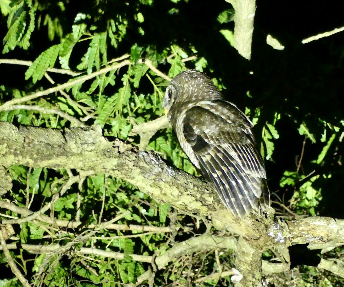 African Wood-Owl - ML646397524