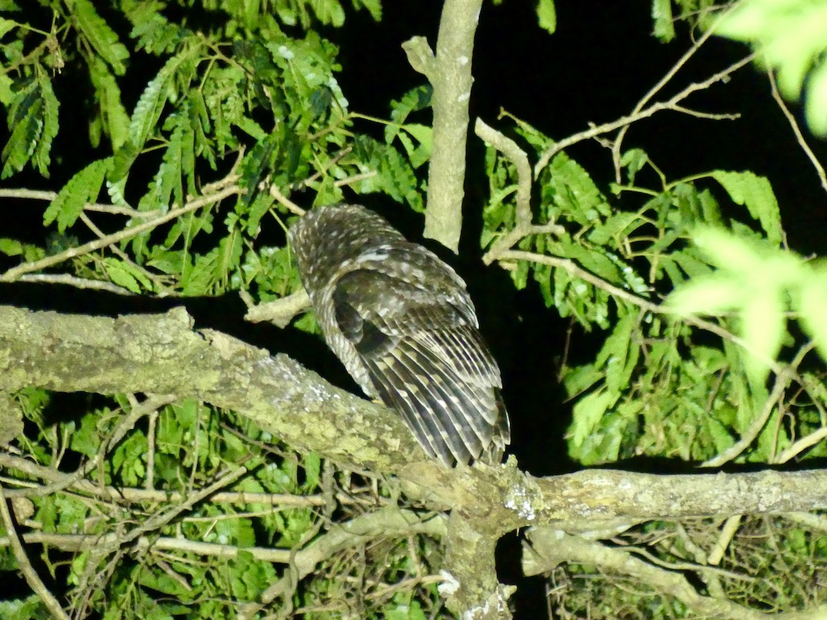 African Wood-Owl - ML646397525