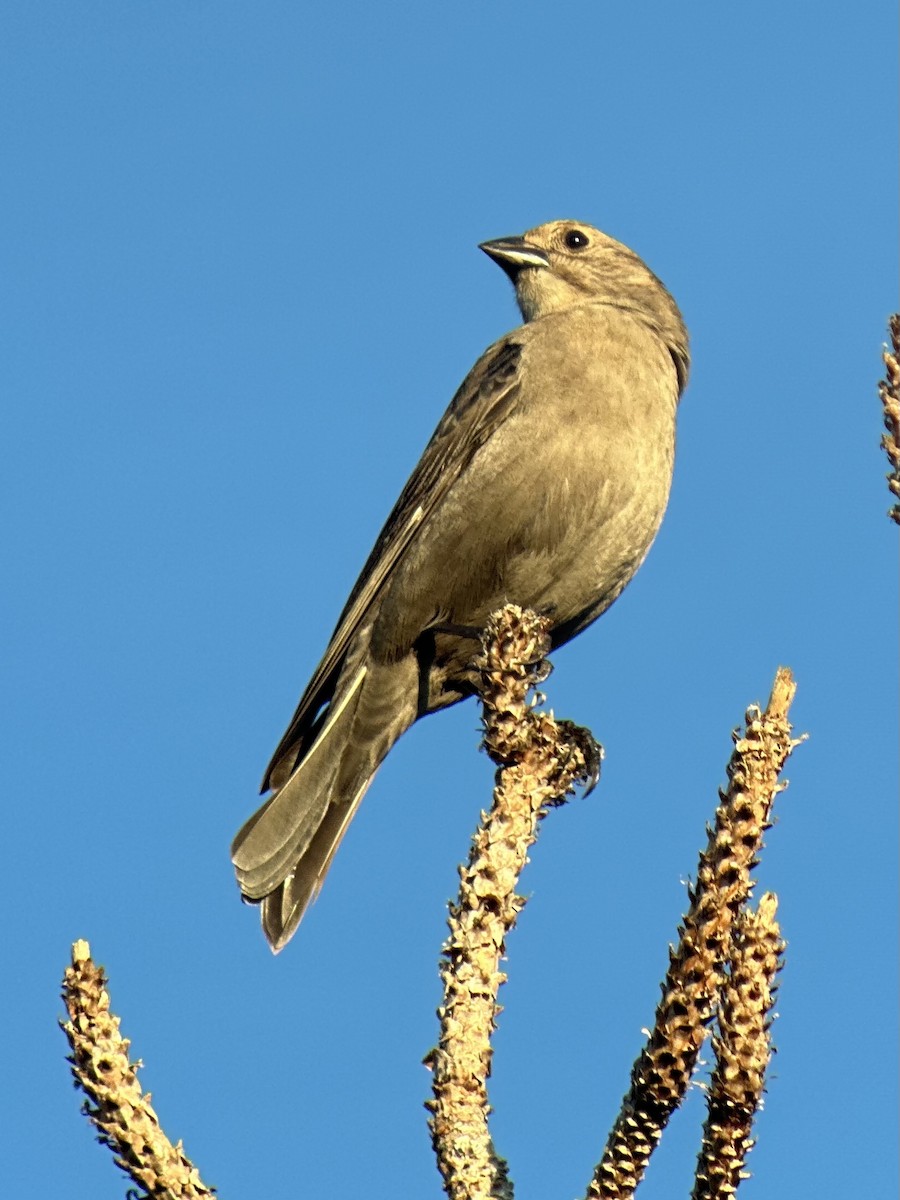 Brown-headed Cowbird - ML646397526