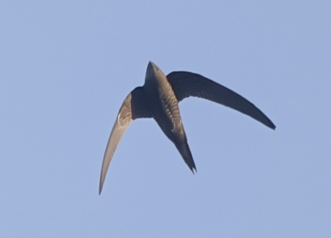 Mottled Swift - ML646397528