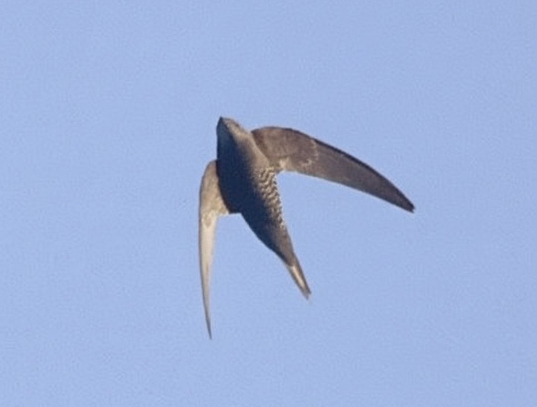 Mottled Swift - ML646397529