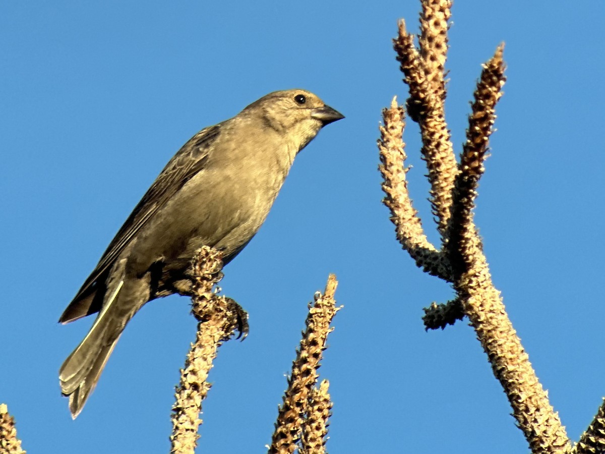 Brown-headed Cowbird - ML646397530