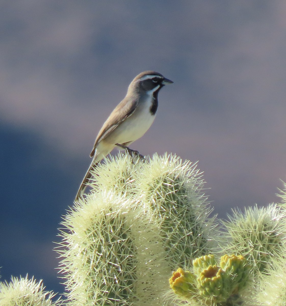 Black-throated Sparrow - ML646397531