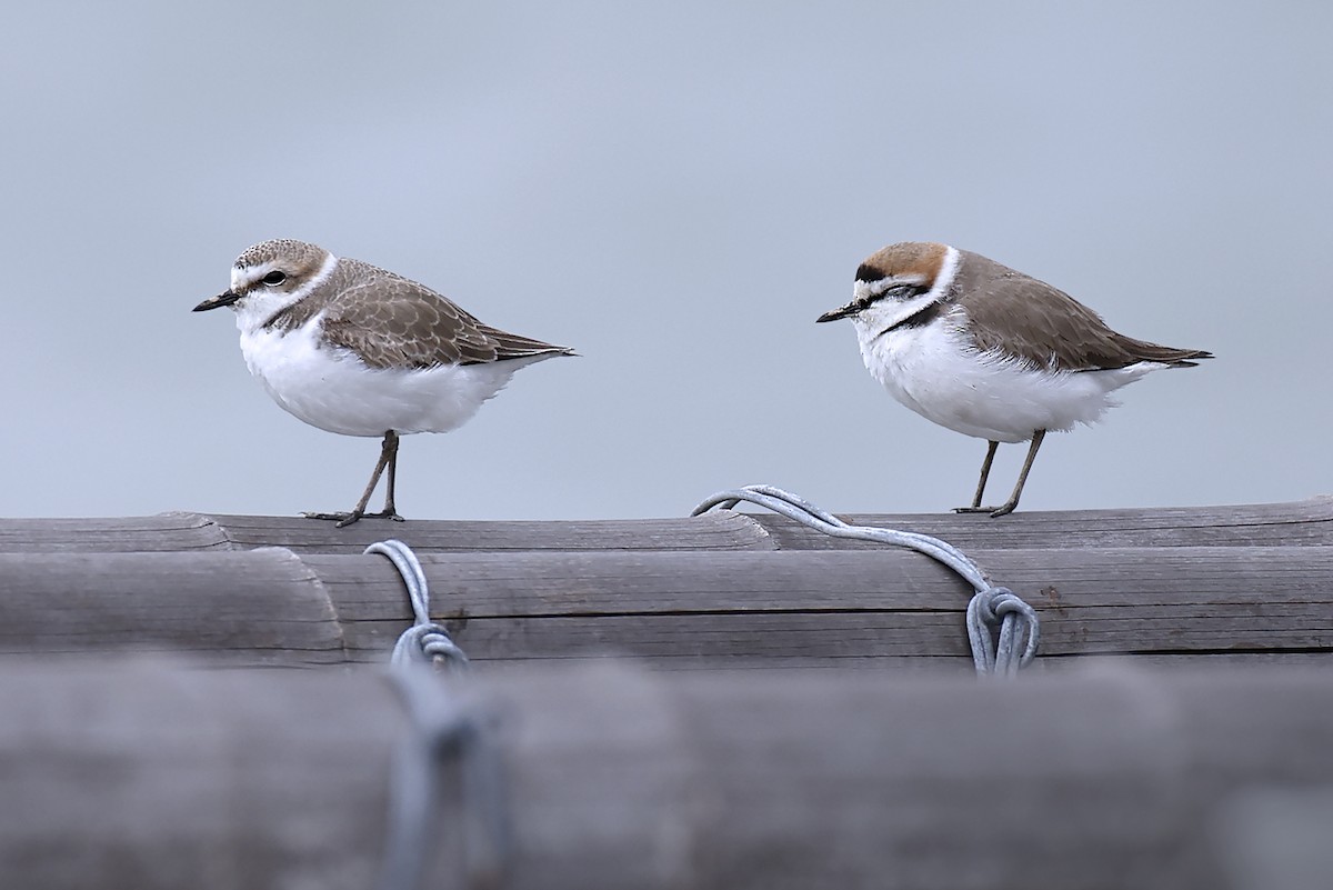 Kentish Plover - ML646397532