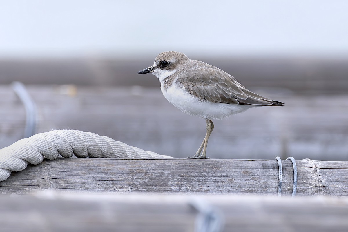 Kentish Plover - ML646397533