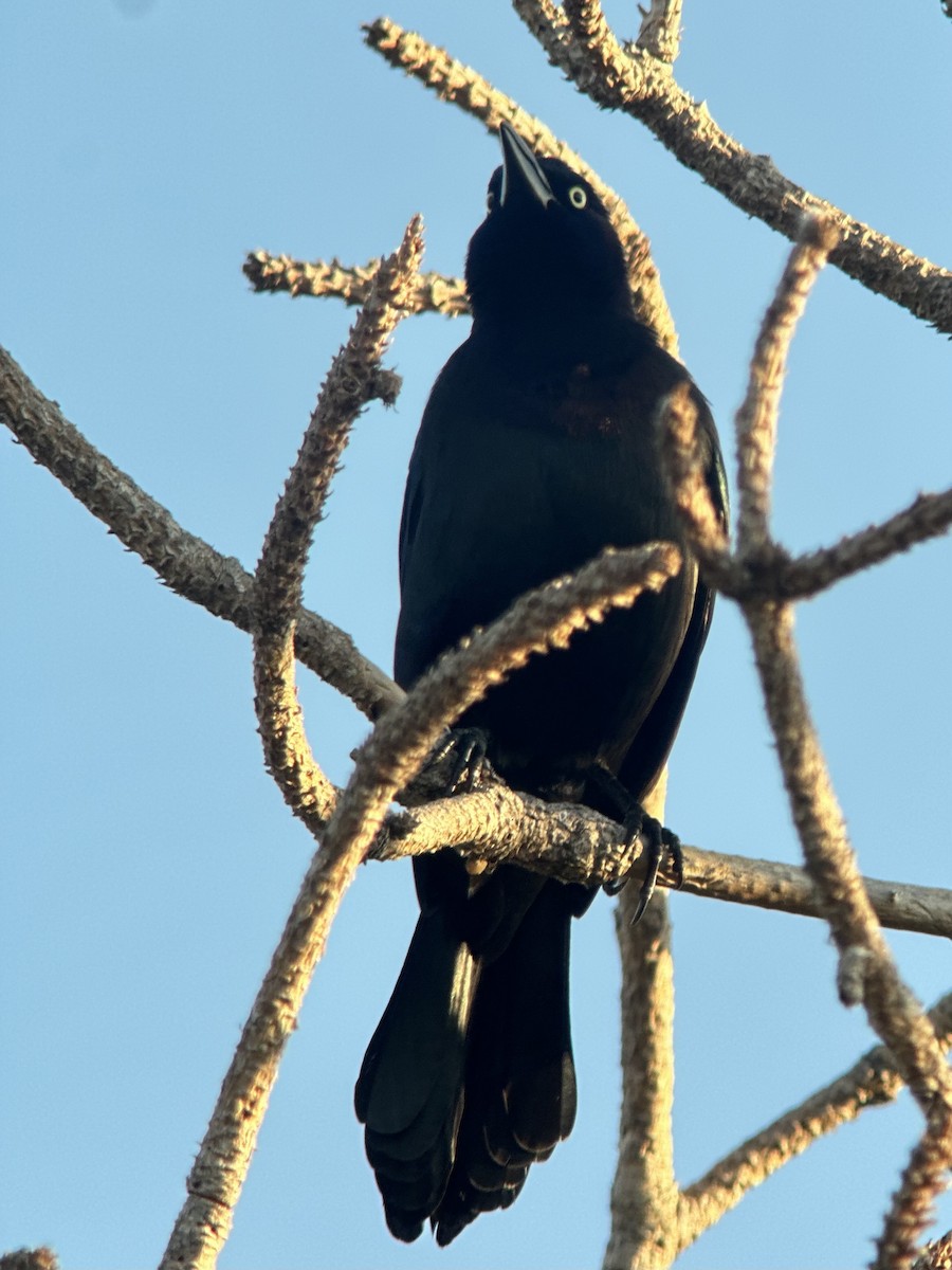Common Grackle - ML646397534