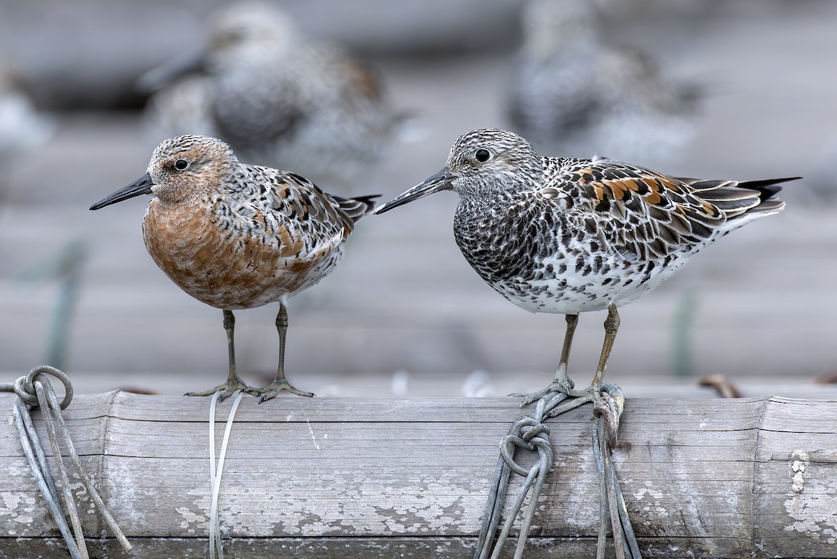 Red Knot - ML646397537