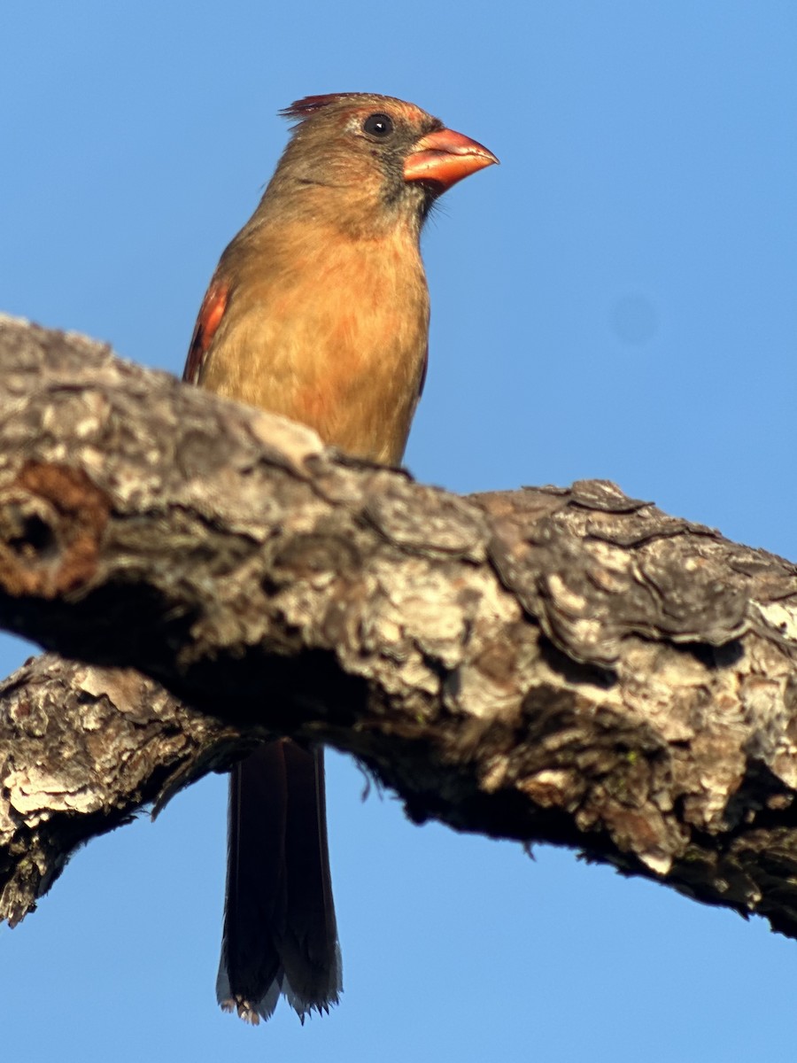 Northern Cardinal - ML646397538