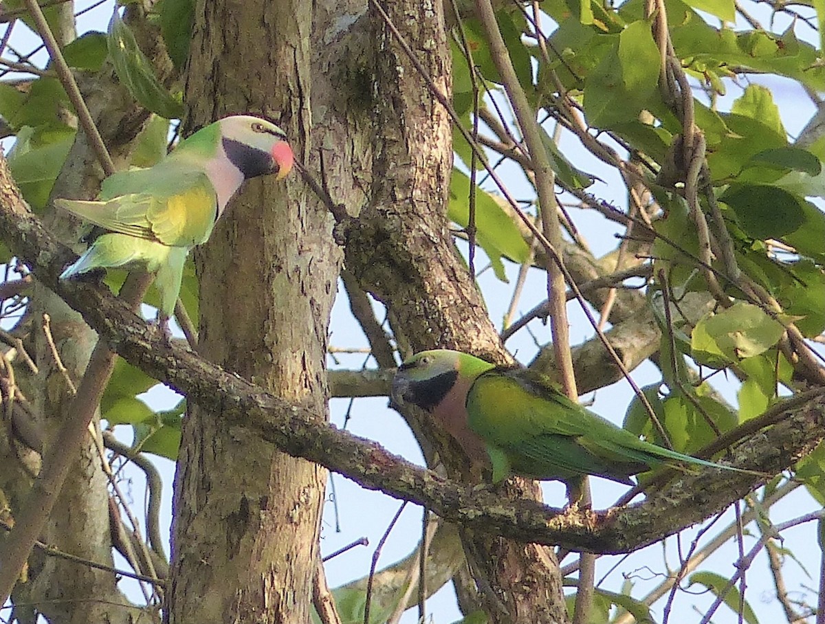 Red-breasted Parakeet - ML646397539