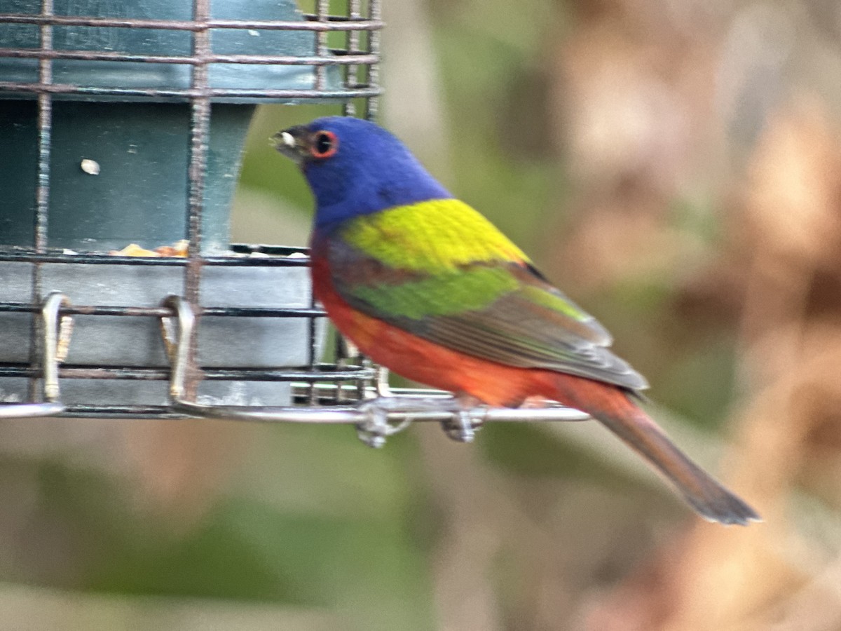 Painted Bunting - ML646397540