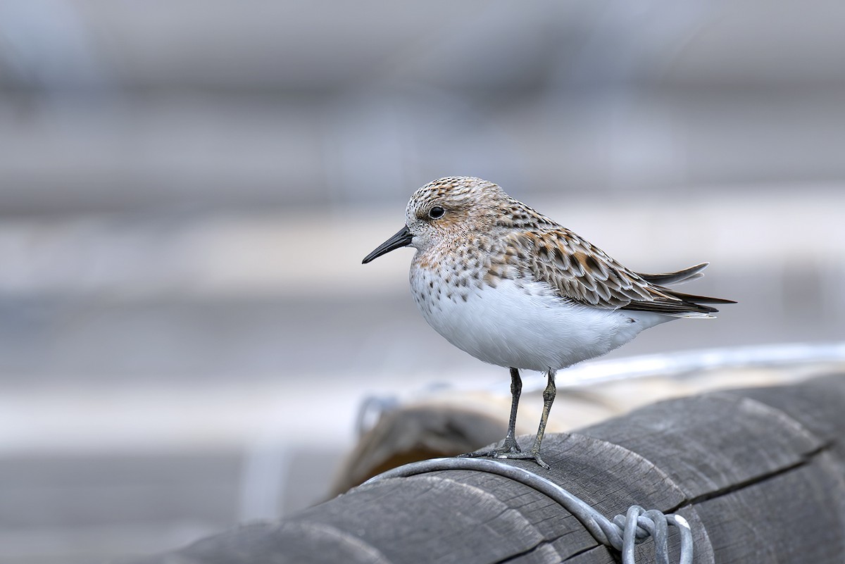 Red-necked Stint - ML646397541
